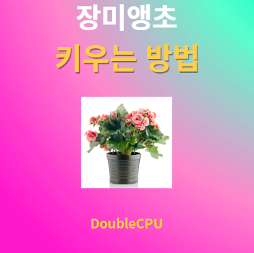 장미앵초 키우기 물주기