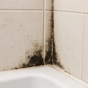 장마철 곰팡이 제거방법 꿀팁 정리 완벽 가이드_18