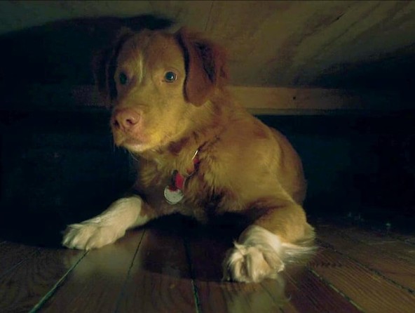 [영화 굿보이 후기/리뷰] OTT 다시보기 보는곳 - 줄거리&amp;#44; 결말&amp;#44; 재밌나요? 재미 있다 vs 재미 없다