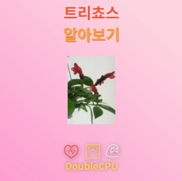 트리쵸스 꽃말 및 탐구