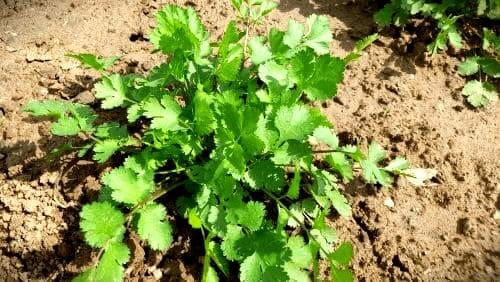 고수-재배법-재배관리-솎아주기-물주기-수확방법-먹는법