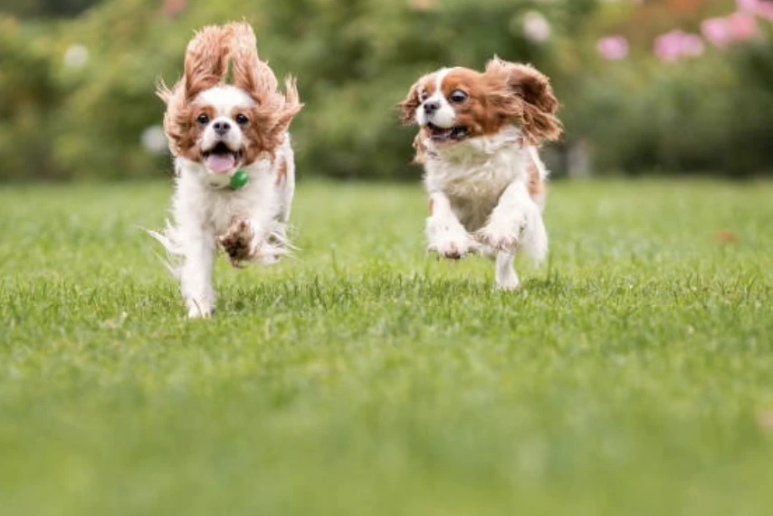 강아지 간식 추천 10가지