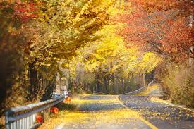 대청호반길 단풍 명소