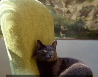 고양이 근육 경련 증상 원인 치료_31