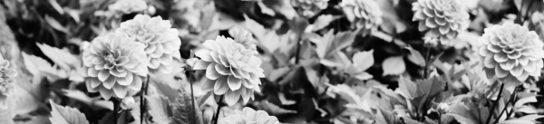 다알리아 키우기: 햇빛, 온도, 습도