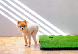 배변 훈련 중 포메라니안