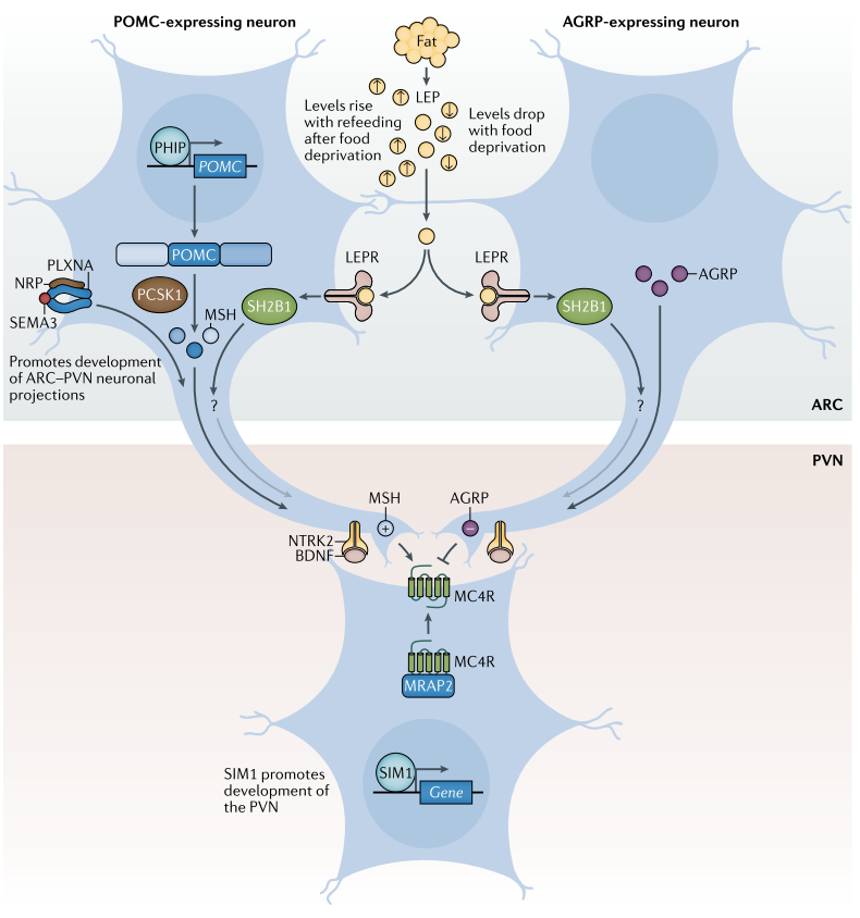 leptin-melanocortin pathway
