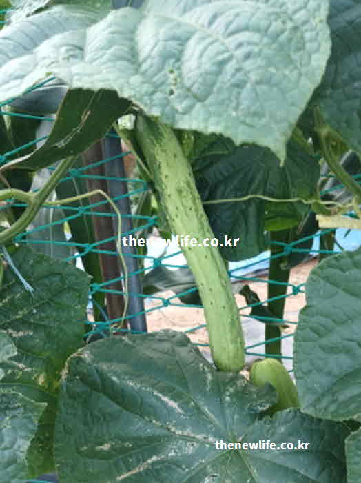 오이 효능 뇌 건강 피세틴 성분