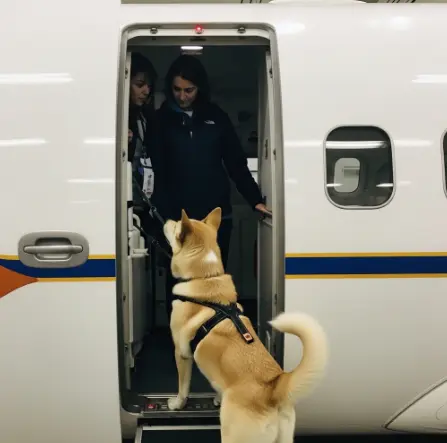 강아지-비행기-기내탑승