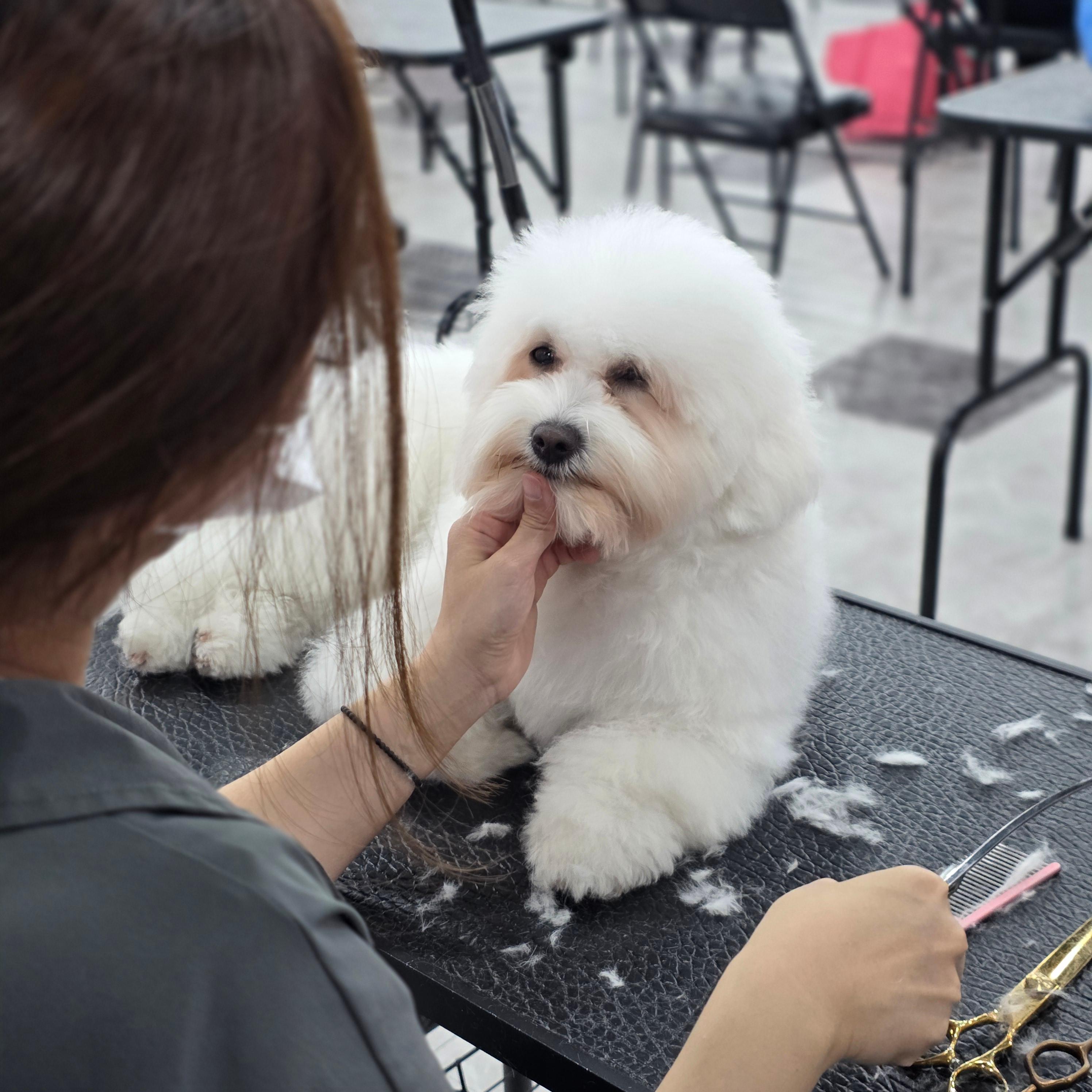 광명애견미용학원