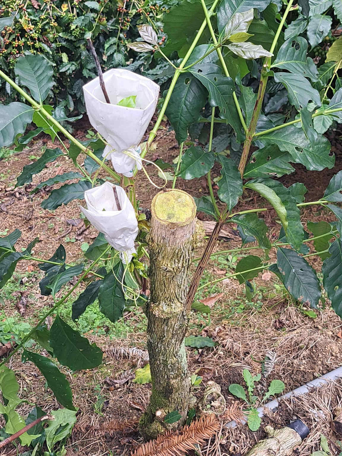 커피 원두 생산에 사용되는 기술을 보여주는 접목된 커피 식물