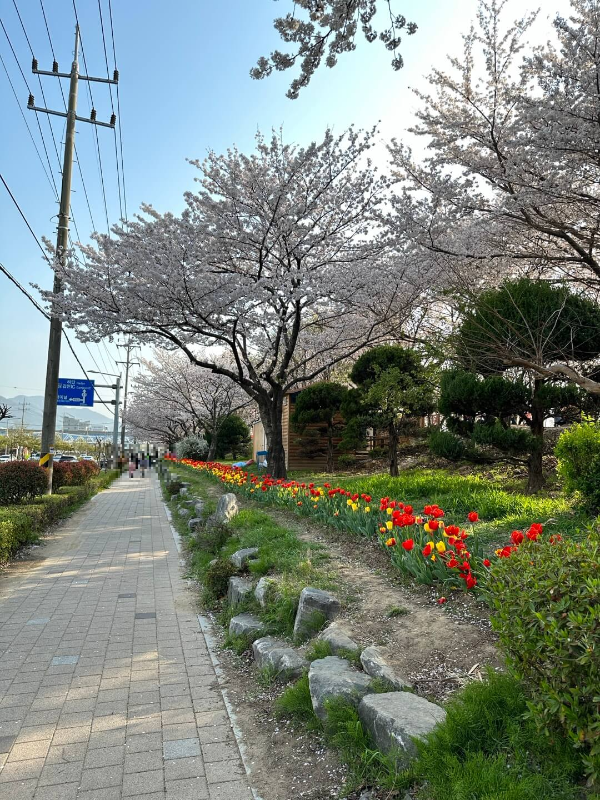 삼락공원 벚꽃길 아래 인도