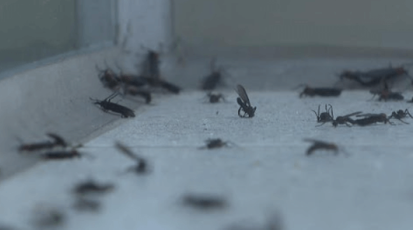 러브버그가 익충이라고? 알고 나면 달라지는 생태계 이야기