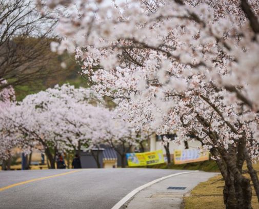 예산 벚꽃