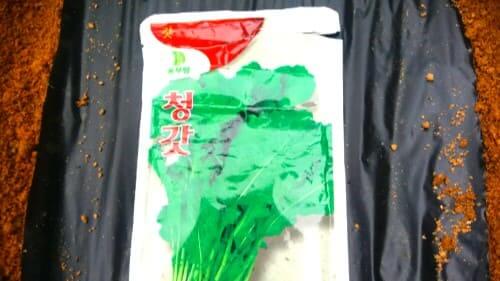 가을-청갓-재배-품종-풍산종-종자-파종시기-심는시기-수확시기