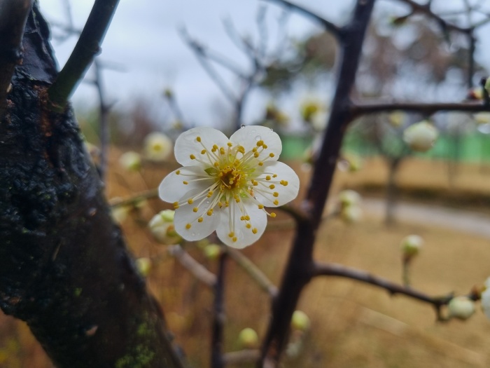 매화