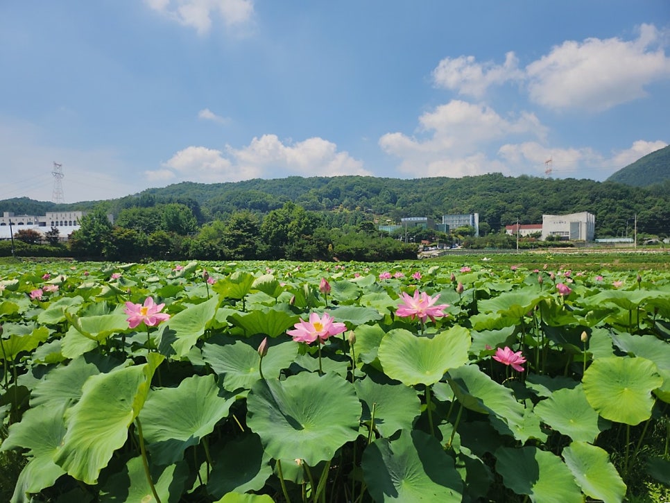 내동마을 연꽃단지