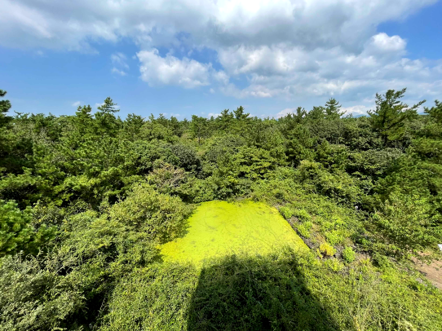 제주 곶자왈 도립공원 전망대