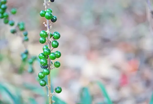 맥문동 효능 및 부작용