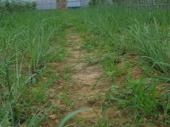 레몬그라스 재배 온도 유지 삽목 번식 잎 수확_5