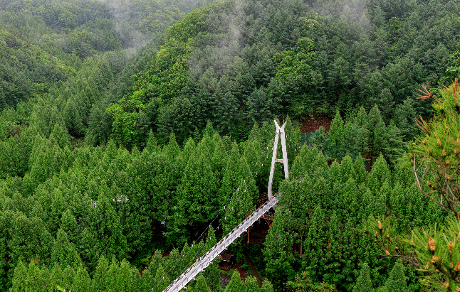 장태산자연휴양림 하늘다리