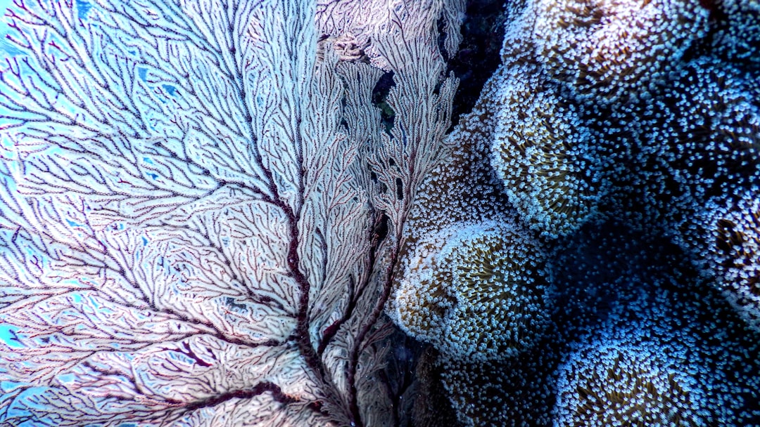 Coral
