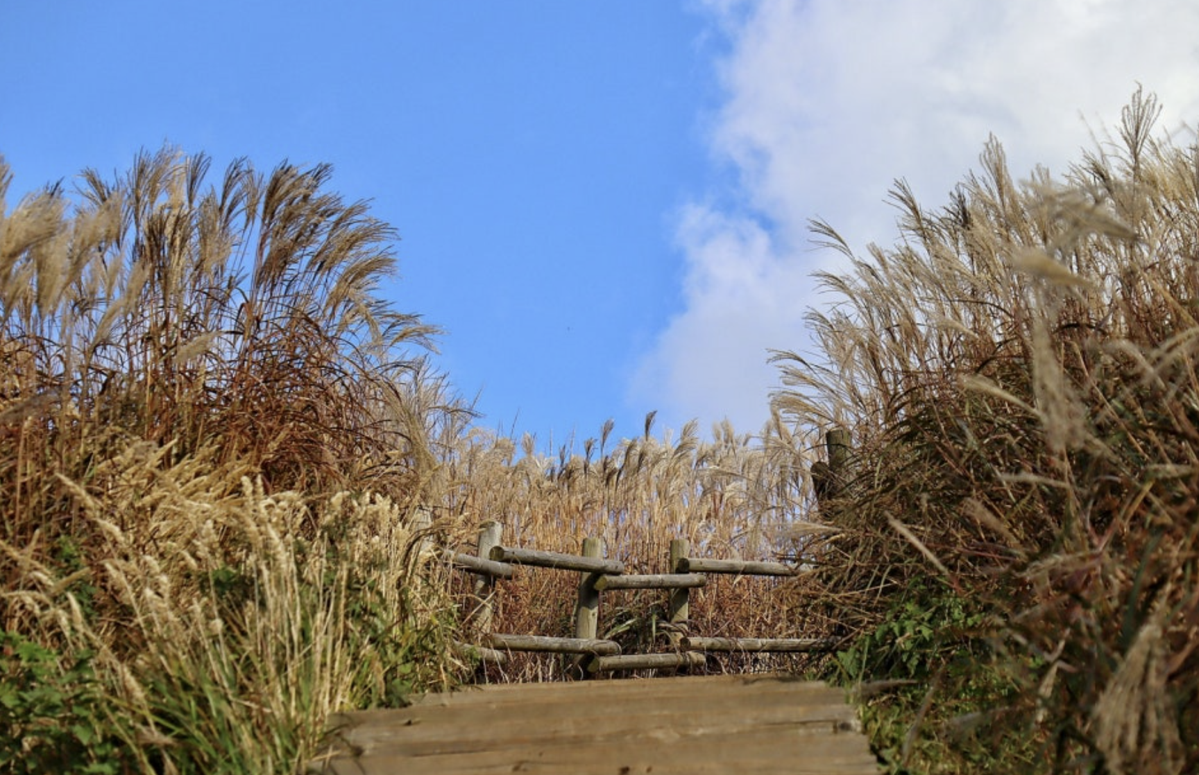 민둥산 은빛 억새 축제