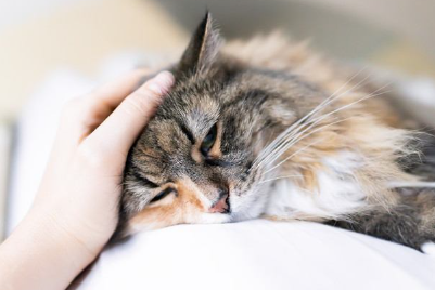 깁스를 하는 고양이.