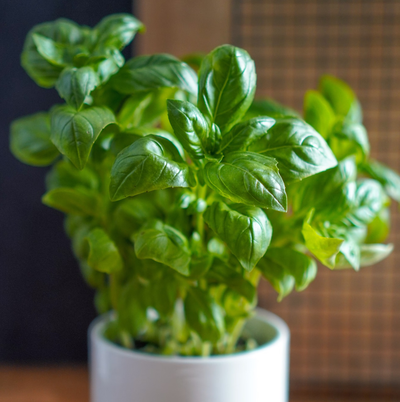 모기 퇴치식물 추천