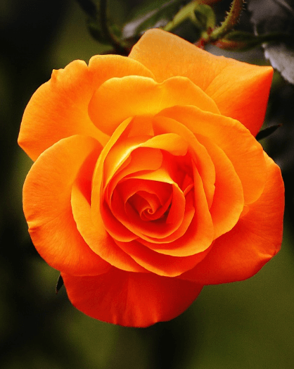 삼척장미축제 일정 입장료 주차장 관람꿀팁