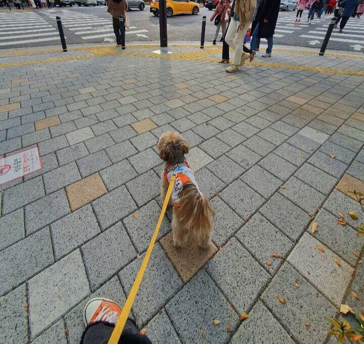 서울숲 앞에 도착한 강아지
