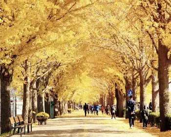 아산 은행나무길_4