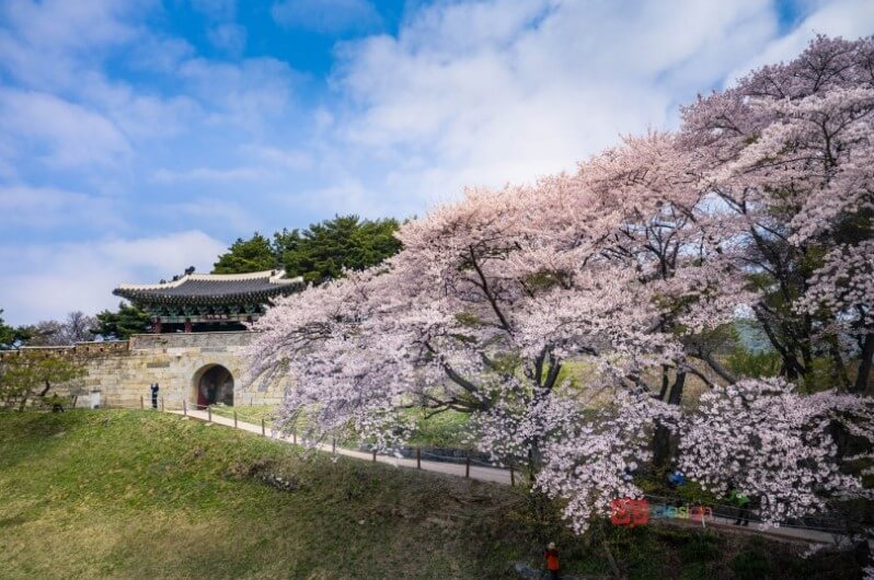 청주 상당산성 벚꽃길