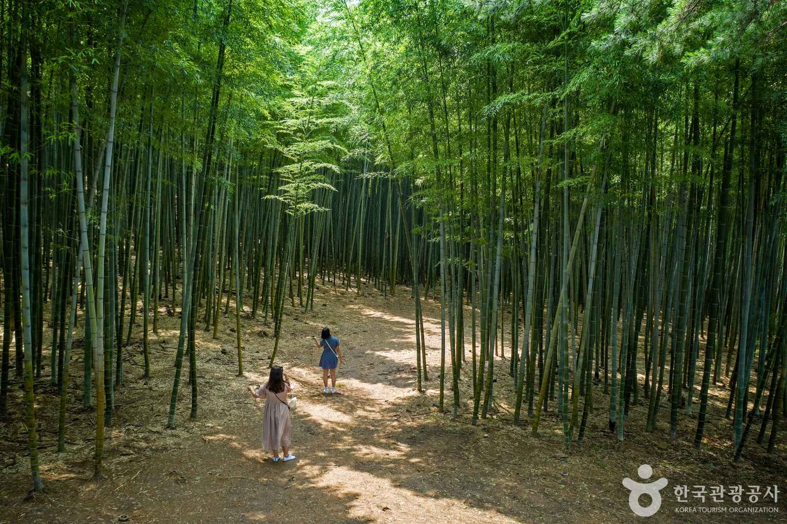 부산 아홉산숲