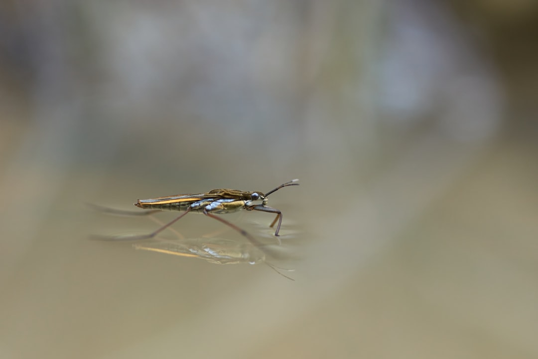 Malaria