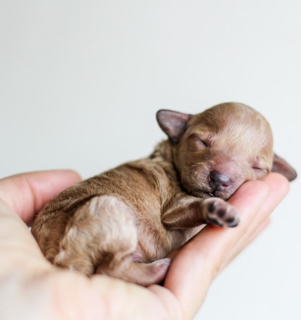 동물병원 진료비&amp;#44; 이젠 투명하게&hellip;8월부터 동물병원 진료비 공개 의무화!
