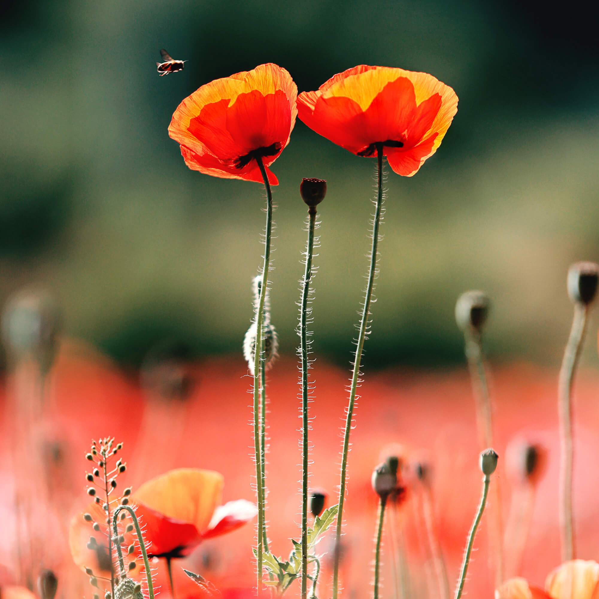 원주 용수골꽃양귀비축제