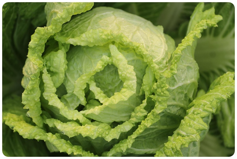 항암 효과, 건강 효능