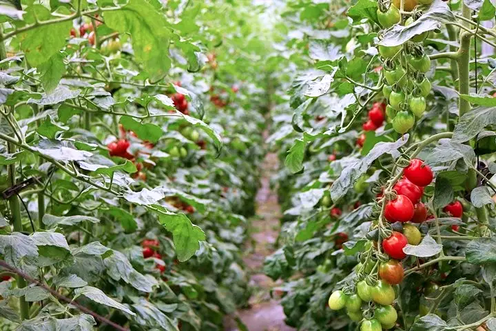 강원도 영월 샐러드, 프리타타, 가스파초 스타일 냉토마토국수 에어룸 순종 유기농 토마토 체험농장 전국 택배 온라인 전화 주문