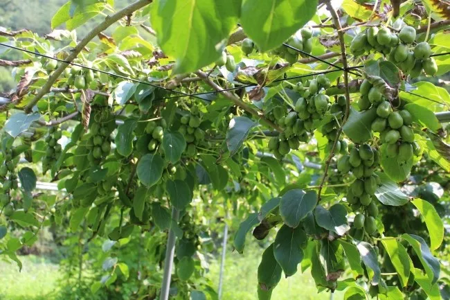 다래 재배 수분수 배치 덩굴 유인 겨울 보호_8