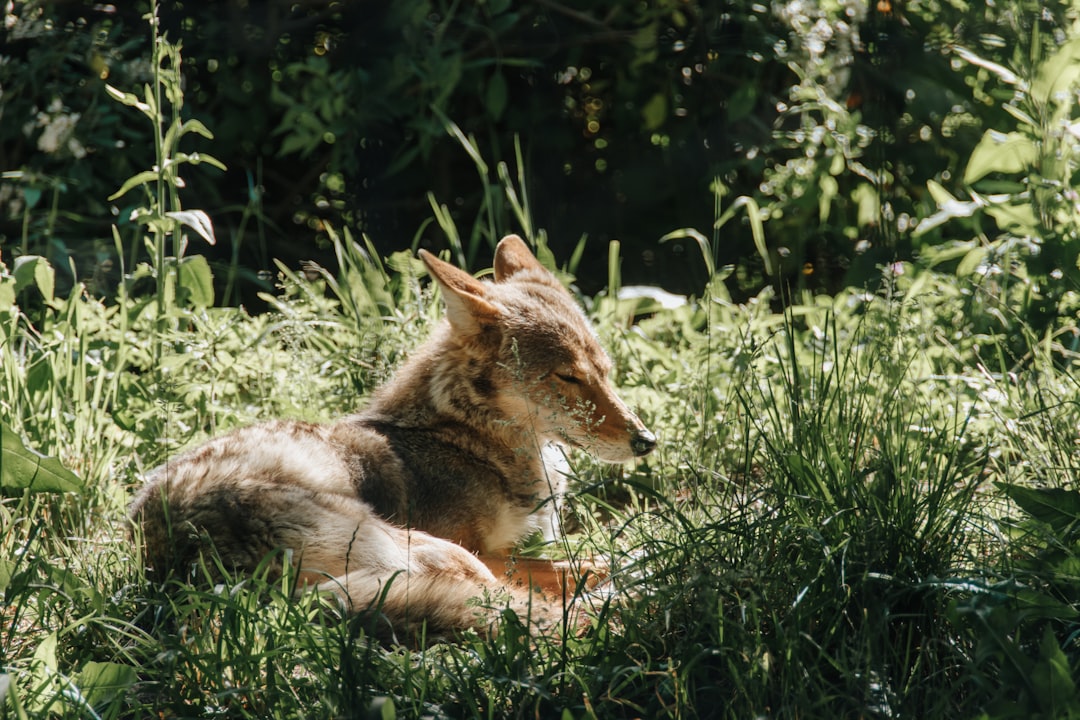 Coyote