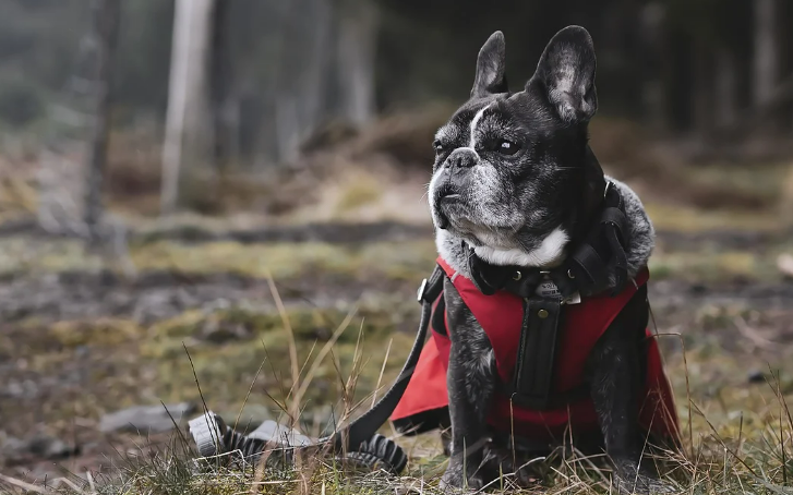 반려동물인 프렌치 불독 이미지