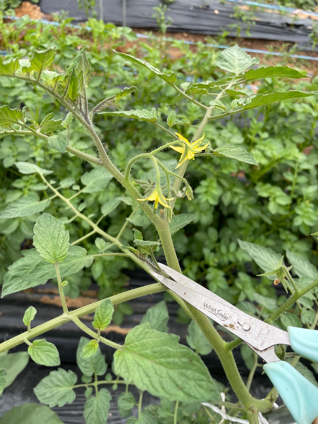 토마토 곁순 제거 그림