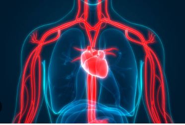 혈액순환과 관련된 사진