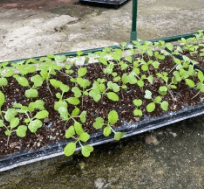 김장 배추 모종 심는 시기