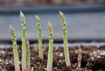 아스파라거스 재배 방법 아스파라거스 파스타 요리 효능 모종 키우기