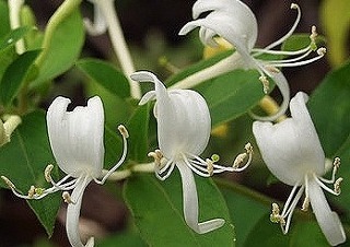 금은화(인동초) 9가지 효능 및 부작용과 복용법