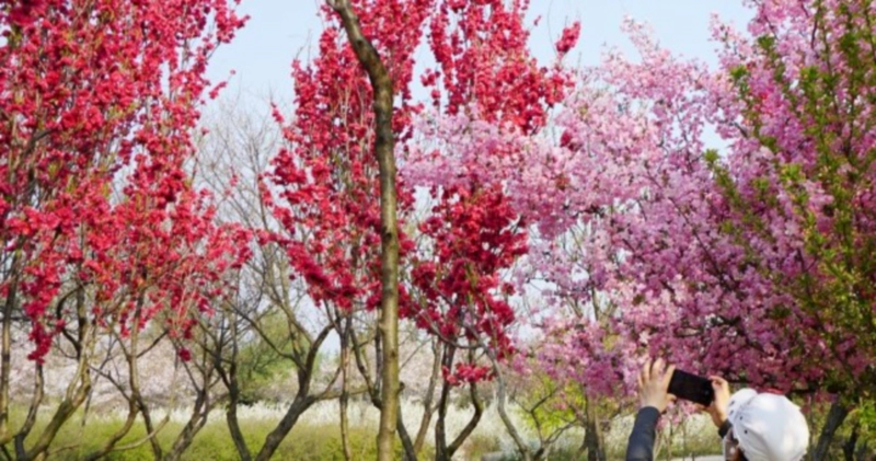 대전 한밭수목원 벚꽃길