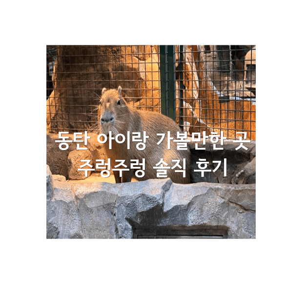 동탄 아이랑 가볼만한 곳 주렁주렁 동탄점 카피바라 후기 썸네일