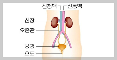 배설기관의 구조와 기능